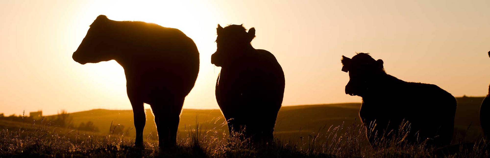 College of Agriculture, Life Sciences and Natural Resources